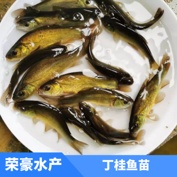 丁桂鱼苗丁鳜鱼苗金桂鱼苗金岁鱼苗体质健康，成活率高