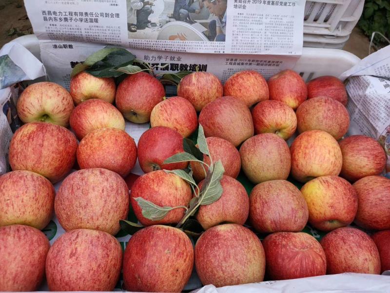 嘎啦苹果盐源苹果片红嘎啦条红嘎啦产地代办