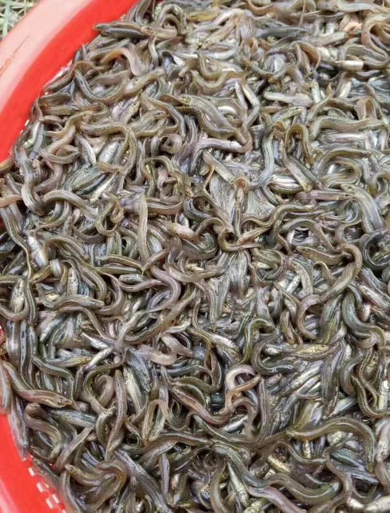 台湾泥鳅本土泥鳅，大种泥鳅全国发货，量大安排送货