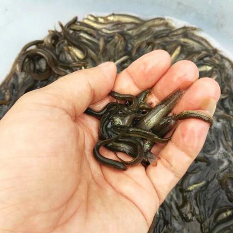 台湾泥鳅本土泥鳅，大种泥鳅全国发货，量大安排送货