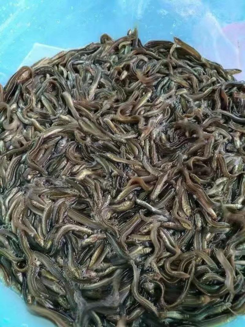 台湾泥鳅本土泥鳅，大种泥鳅全国发货，量大安排送货