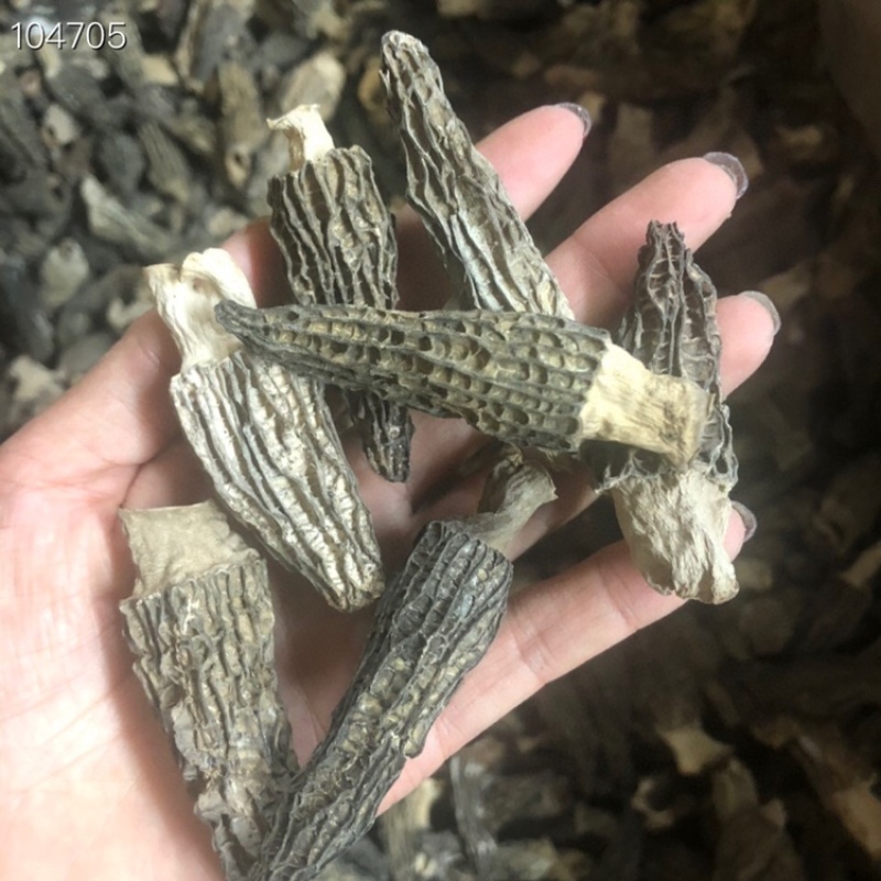 新货2021年短柄羊肚菌均匀肉厚