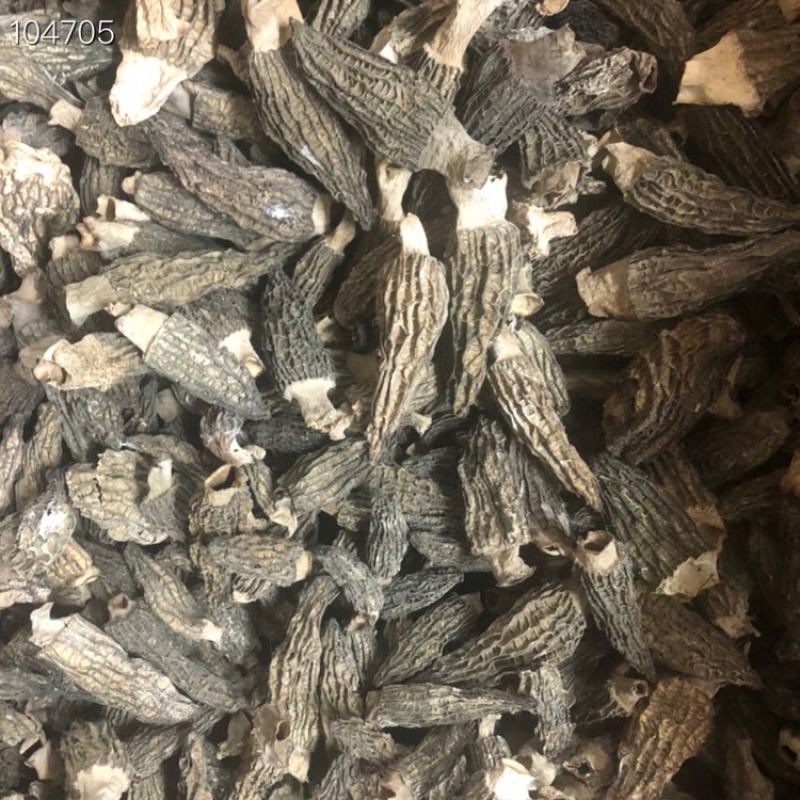 新货2021年短柄羊肚菌均匀肉厚