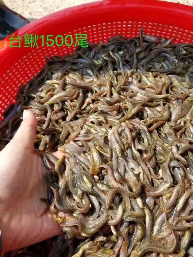 台湾泥鳅本土泥鳅，大种泥鳅全国发货，量大安排送货