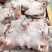 羊头肉全熟羊头肉带羊眼睛纯干无水