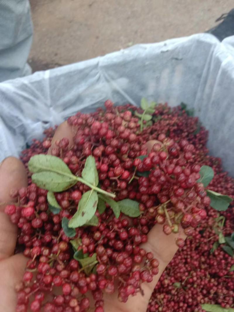 大红袍花椒鲜花椒贡椒红花椒产地代办一手货源