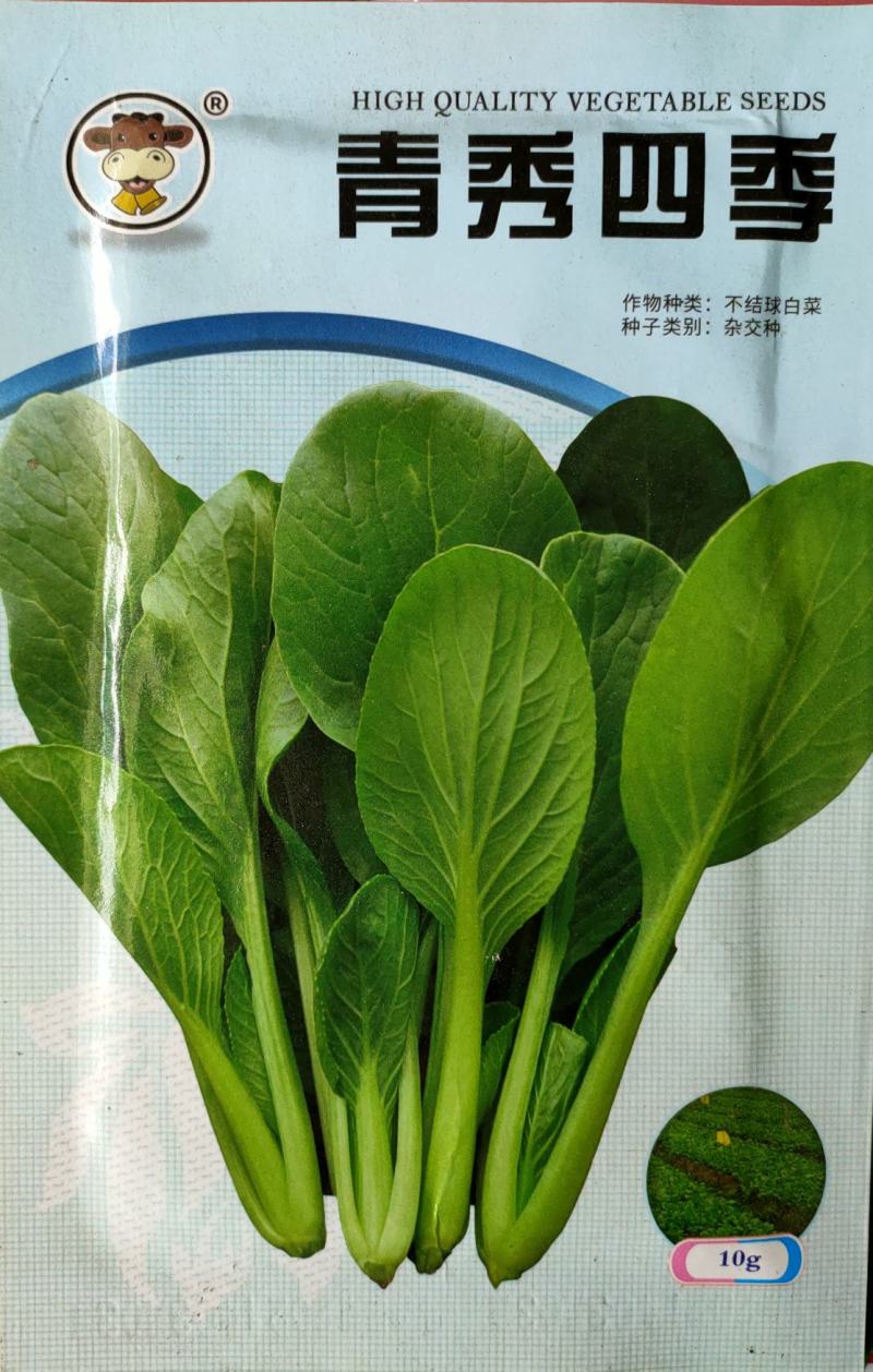 杂交四季速生耐热耐高温高湿无筋柄青鸡毛菜种子
