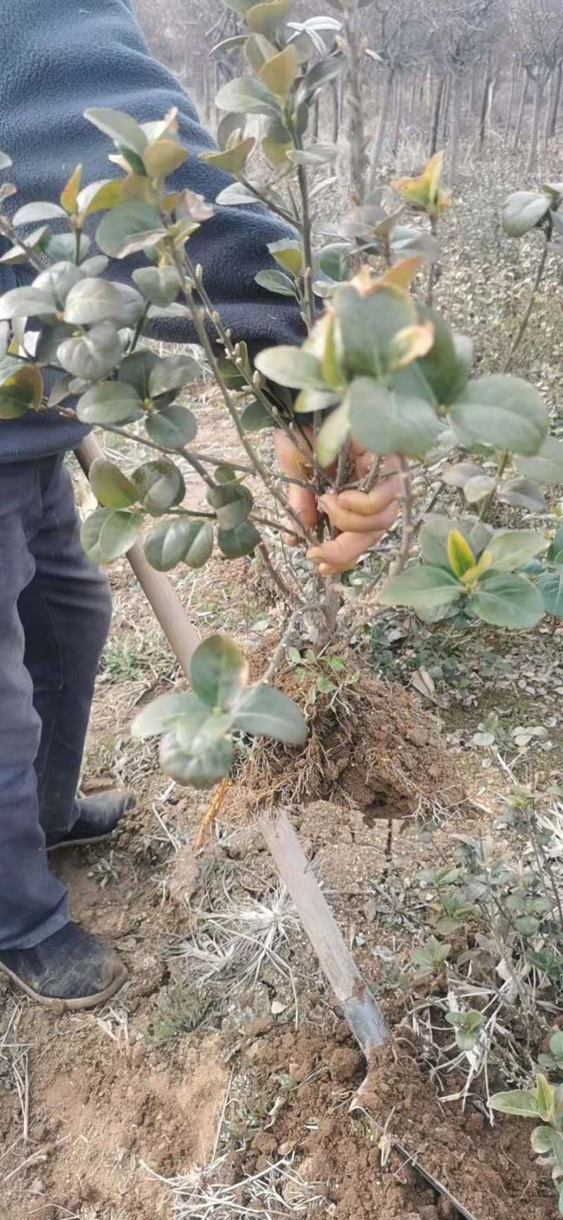 优质直立扶芳藤，质量保证，成活率高，需要的联系
