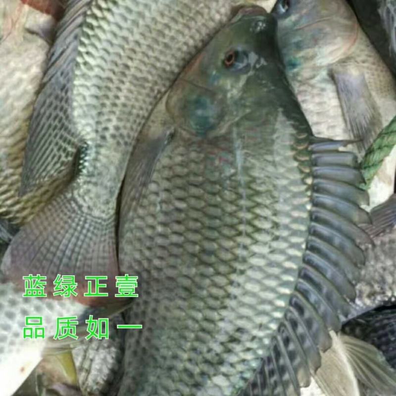 罗非苗海南一号全国发货，量大送货上门