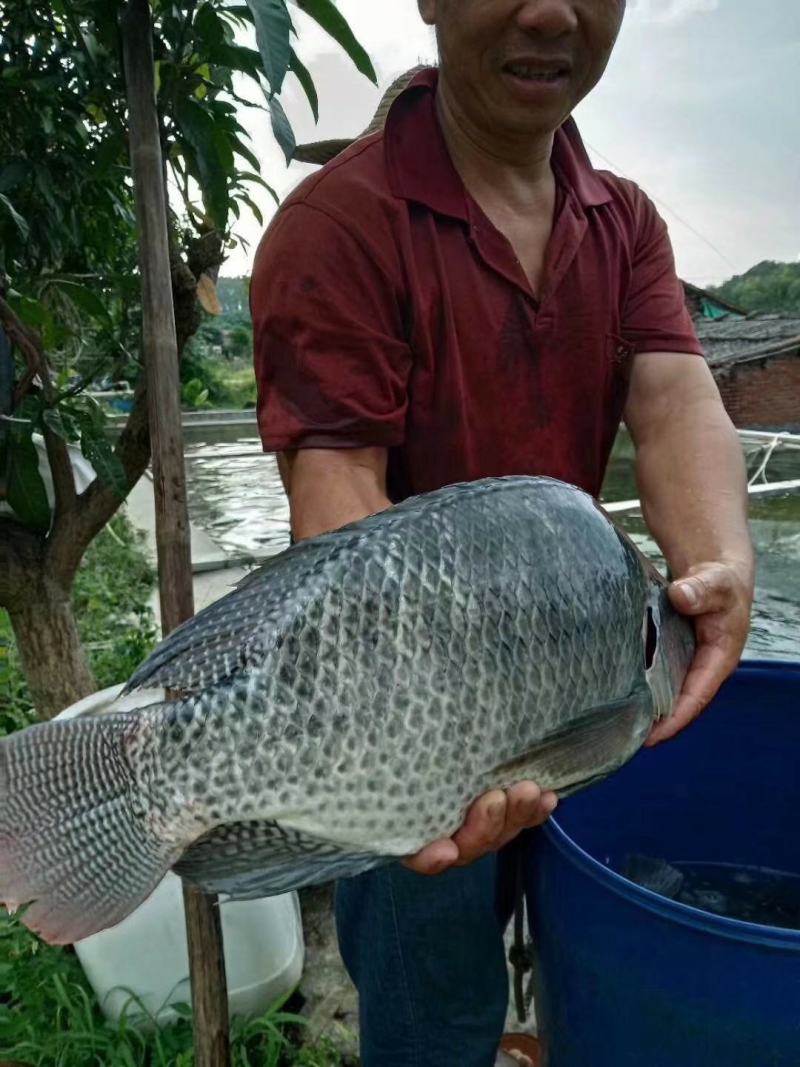 罗非苗海南一号全国发货，量大送货上门