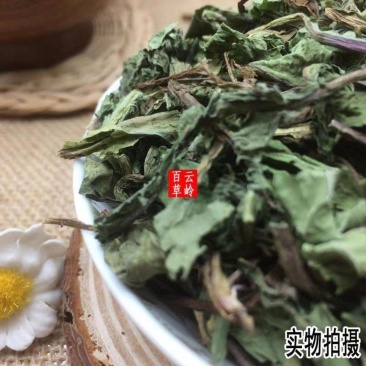 云南野生中药材蒲公英蒲公英叶蒲公英茶婆婆丁包邮