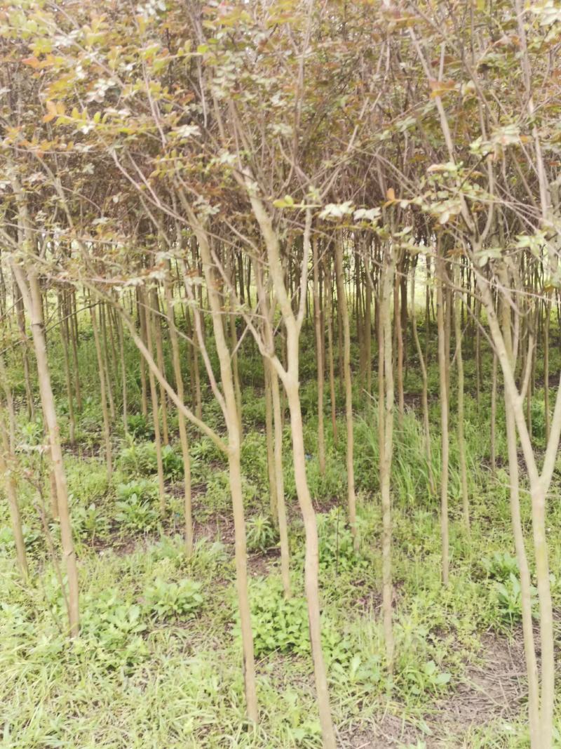 速生紫薇，红叶紫薇春季为红色量大从优