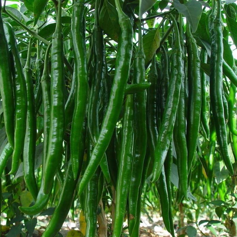 抗性强线椒苗露天保护地均可种植产量高商品率高