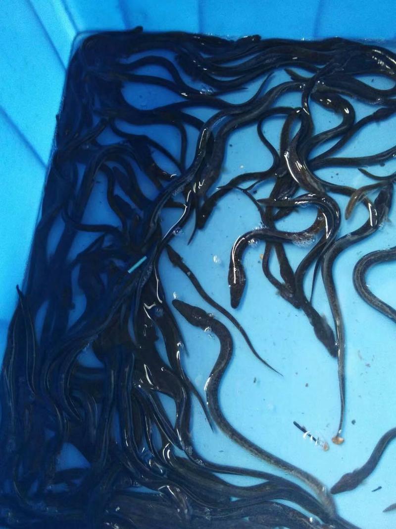 日本鳗鱼，鳗鱼全国发货到家提供养殖技术