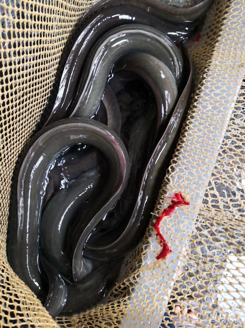 日本鳗鱼，鳗鱼全国发货到家提供养殖技术