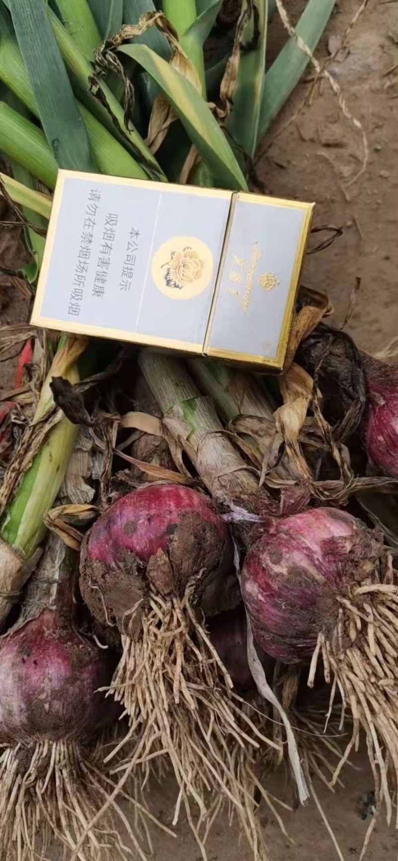 郑州中牟县露天红皮苗蒜50公分以上大量上市中