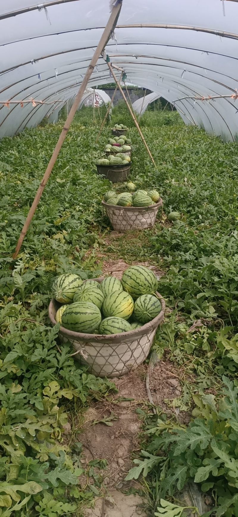 四川崇州口口脆早春红玉万亩基地量大质优