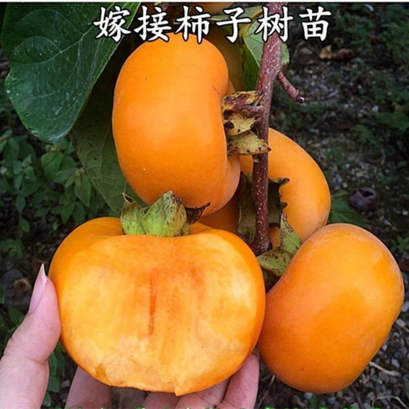 嫁接柿子苗日本无核特大脆甜柿子树苗地栽果树南北方种植当年