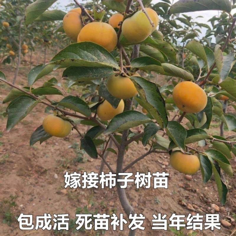 嫁接柿子苗日本无核特大脆甜柿子树苗地栽果树南北方种植当年