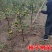 嫁接柿子苗日本无核特大脆甜柿子树苗地栽果树南北方种植当年