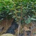 嫁接柿子苗日本无核特大脆甜柿子树苗地栽果树南北方种植当年