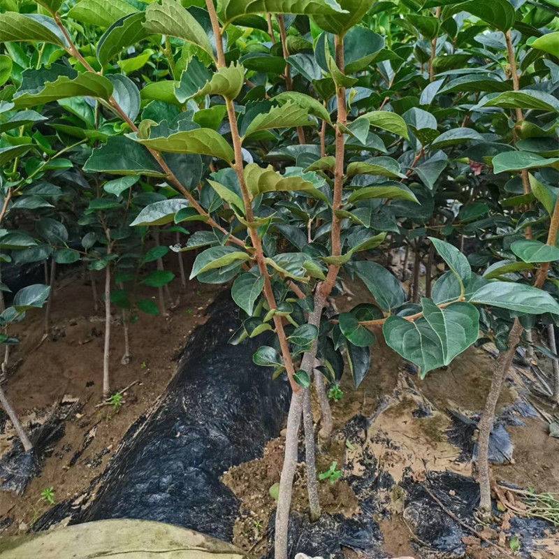 嫁接柿子苗日本无核特大脆甜柿子树苗地栽果树南北方种植当年