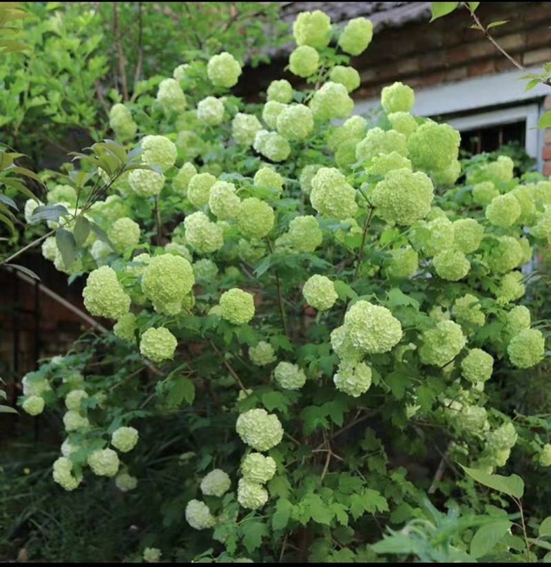 中华木绣球小苗，花期长，开花密，一枝多开，观赏性高