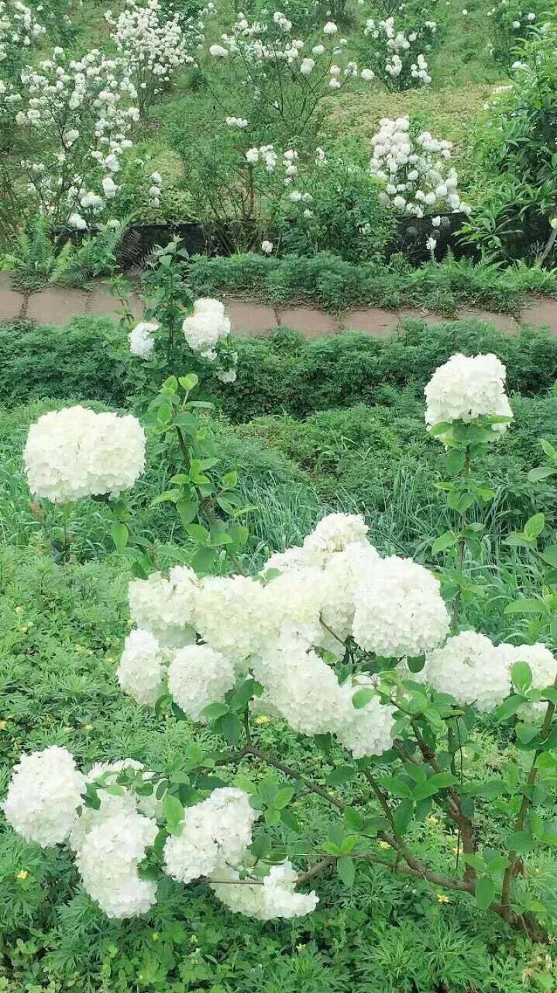 中华木绣球小苗，花期长，开花密，一枝多开，观赏性高