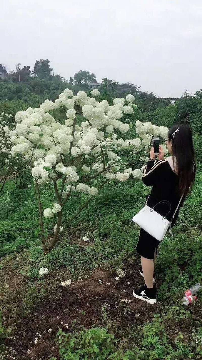 中华木绣球小苗，花期长，开花密，一枝多开，观赏性高