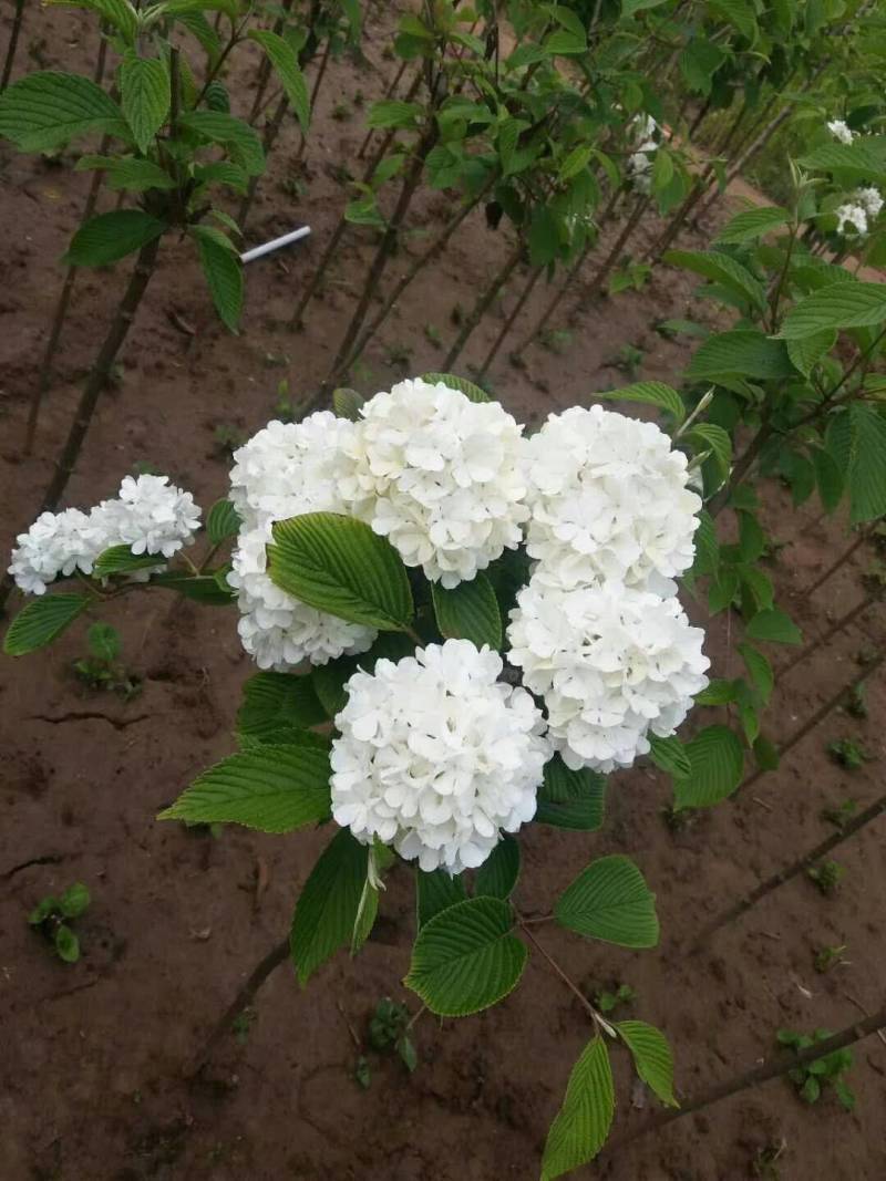 中华木绣球小苗，花期长，开花密，一枝多开，观赏性高