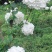 中华木绣球小苗，花期长，开花密，一枝多开，观赏性高
