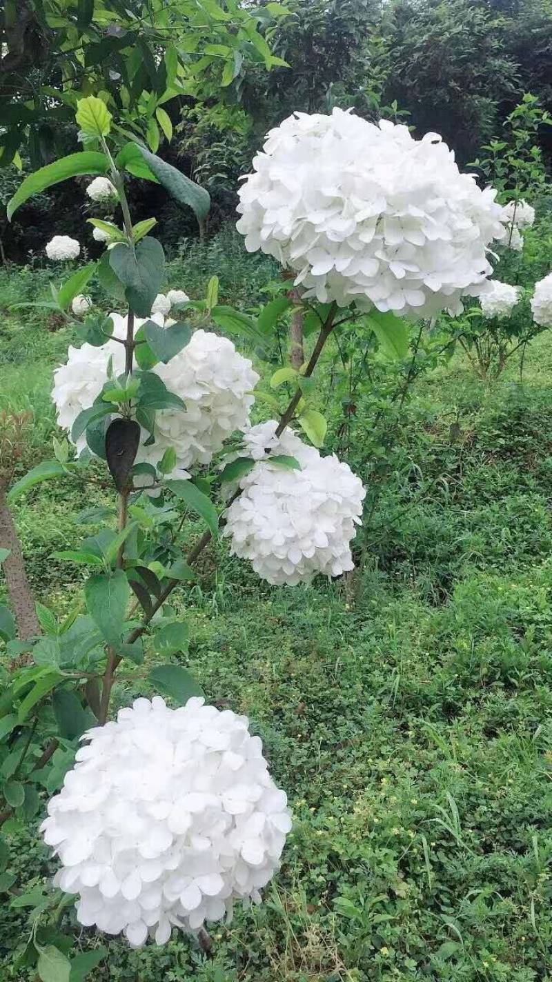 中华木绣球小苗，花期长，开花密，一枝多开，观赏性高