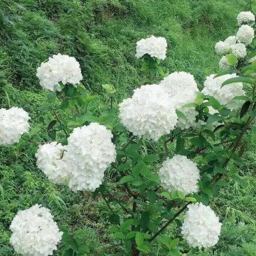 中华木绣球小苗，花期长，开花密，一枝多开，观赏性高