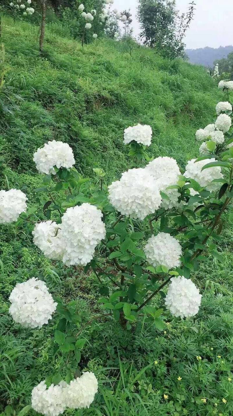 中华木绣球小苗，花期长，开花密，一枝多开，观赏性高