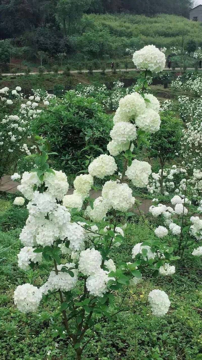 中华木绣球小苗，花期长，开花密，一枝多开，观赏性高
