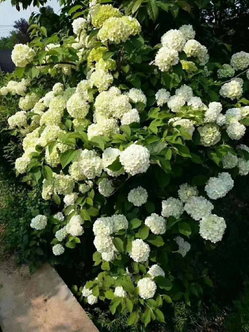 中华木绣球小苗，花期长，开花密，一枝多开，观赏性高