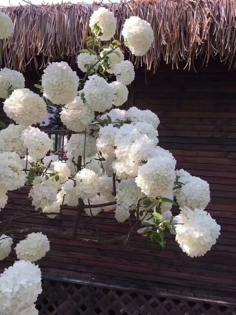 中华木绣球小苗，花期长，开花密，一枝多开，观赏性高
