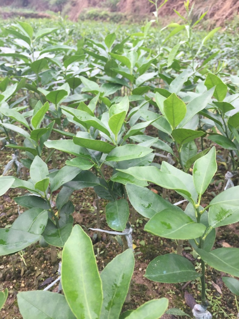 大叶积橙头良品优质沃柑苗（香橙砧091无籽沃柑）