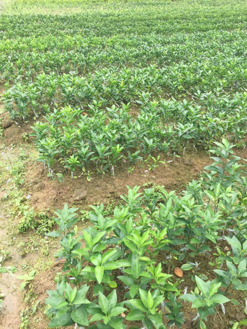 大叶积橙头良品优质沃柑苗（香橙砧091无籽沃柑）