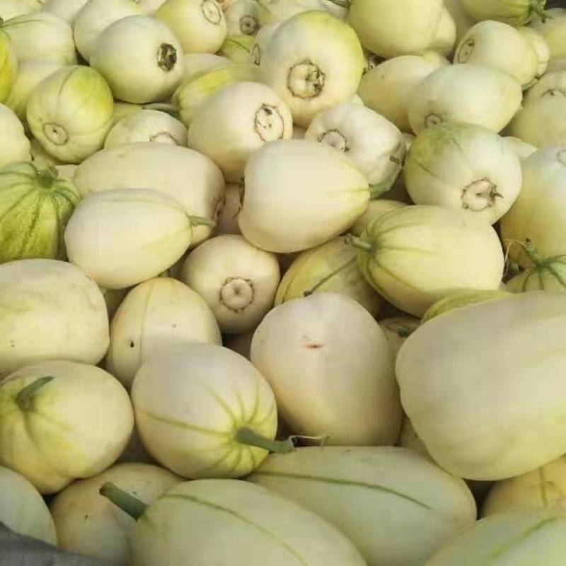 新乐沙地大鹏甜瓜
