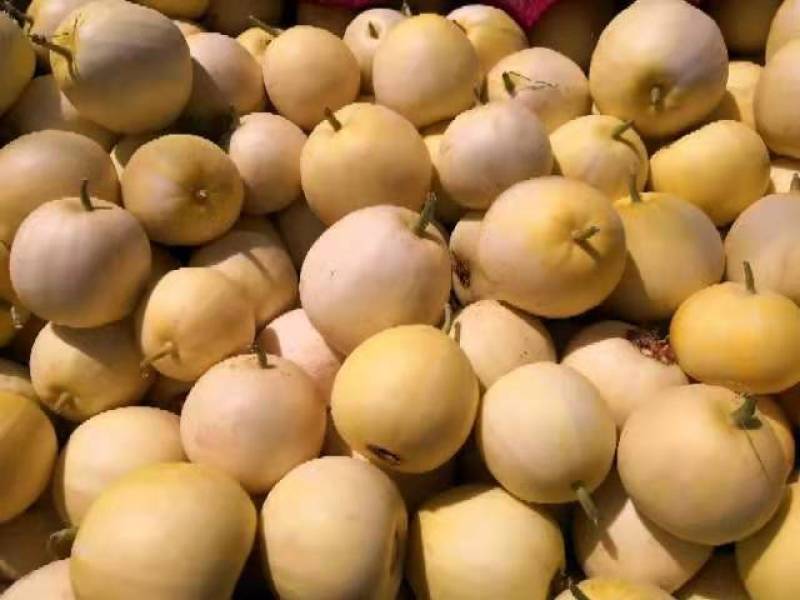 新乐沙地大鹏甜瓜