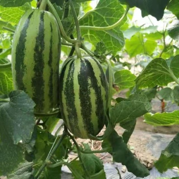 新乐沙地大鹏甜瓜