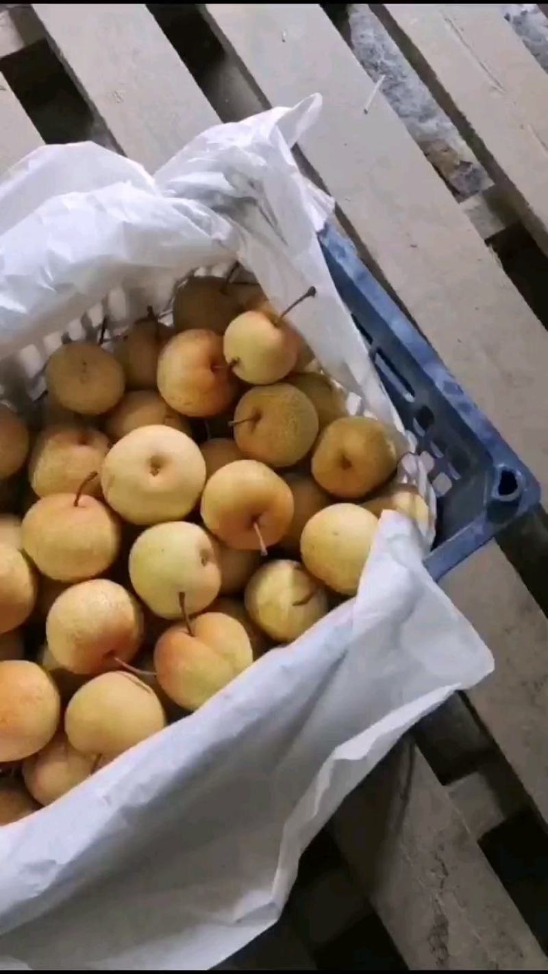 花盖梨鞍山特产大花盖产地直发一手货源