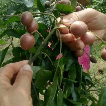 广西紫梦黄皮苗嫁接品种当年种植对季结果合适南北方种植