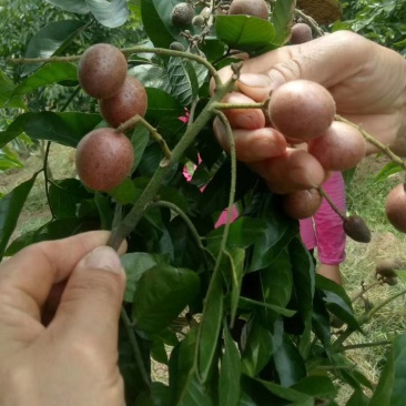 广西紫梦黄皮苗嫁接品种当年种植对季结果合适南北方种植