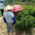 广西紫梦黄皮苗嫁接品种当年种植对季结果合适南北方种植