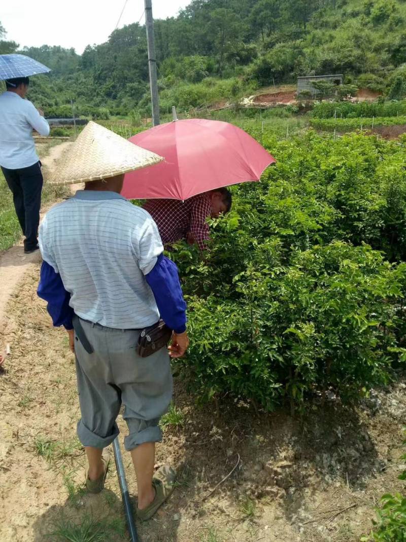 广西紫梦黄皮苗嫁接品种当年种植对季结果合适南北方种植