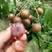 广西紫梦黄皮苗嫁接品种当年种植对季结果合适南北方种植