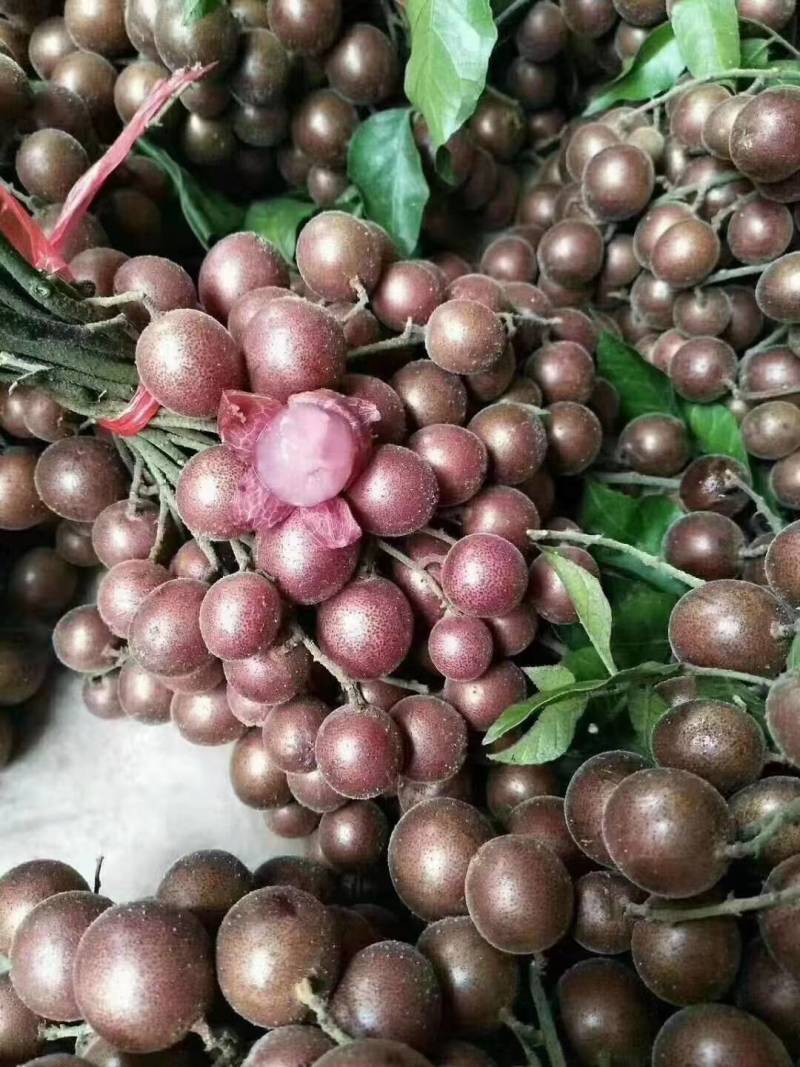 广西紫梦黄皮苗嫁接品种当年种植对季结果合适南北方种植