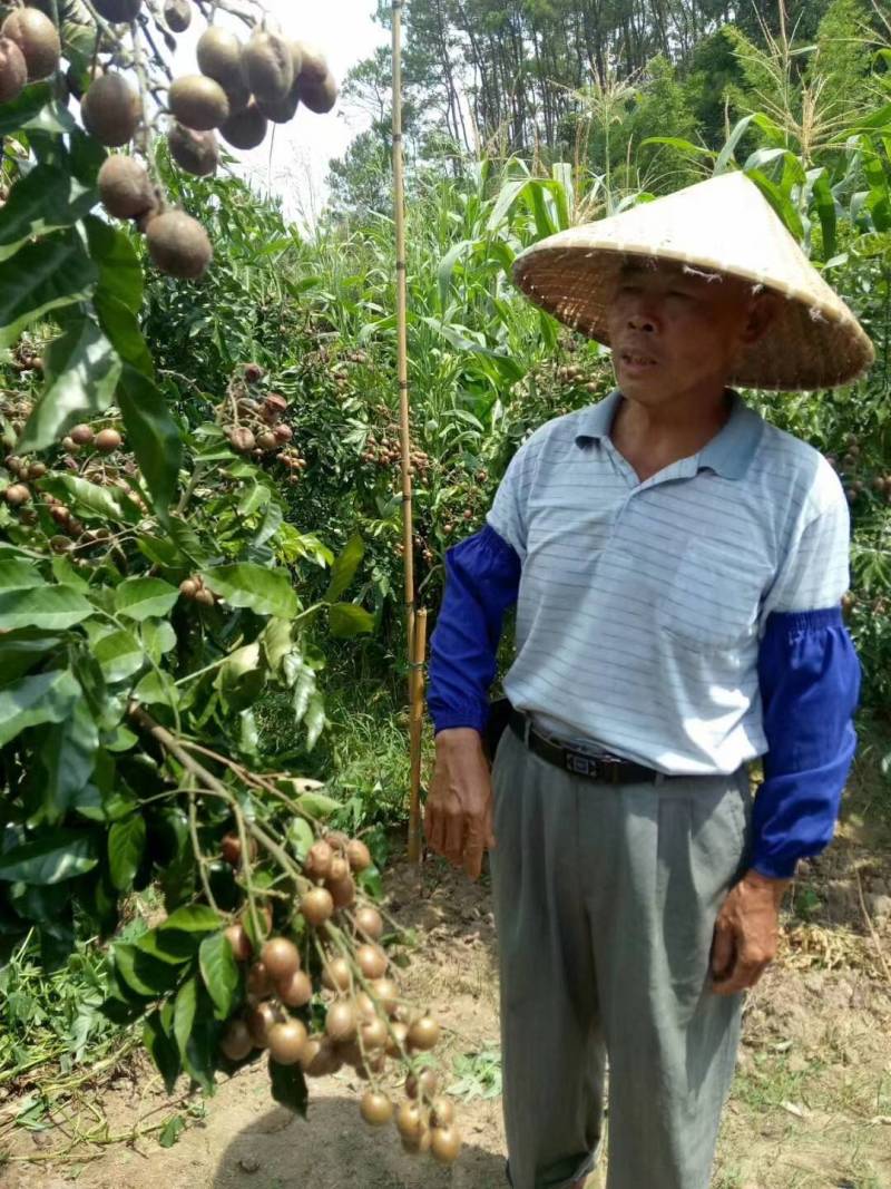 广西紫梦黄皮苗嫁接品种当年种植对季结果合适南北方种植